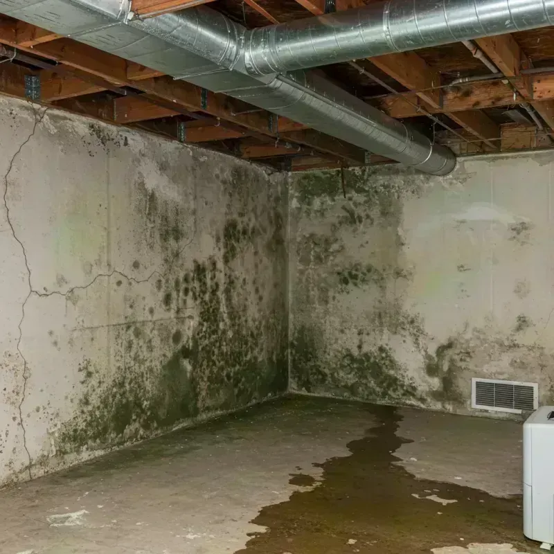 Professional Mold Removal in Cocoa, FL